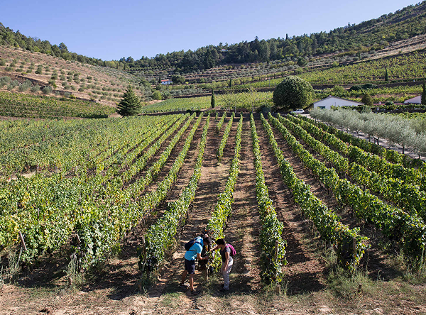 Visitors exploring vineyards in Douro Valley